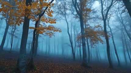 Obraz premium Beautiful Autumn Forest Shrouded in Ethereal Blue Fog and Mystery