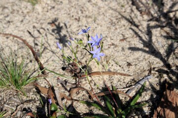 Blue Stars (Chamaescilla corymbosa)  flower and buds, South Australia