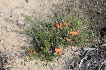 Red Parrot-Pea (Dillwynia hispida) in flower.  South Australian plant