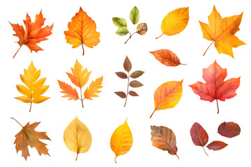 Autumn yellow leaves watercolor collection isolated on transparent background