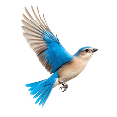 Obraz premium Flying bluebird in mid-flight isolated on transparent background