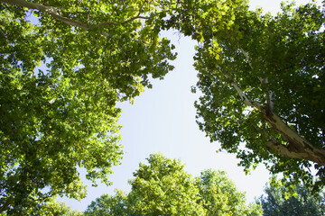 green tree canopy against blue sky