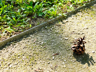 pine cone on gravel path