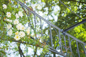 white flowers on metal trellis in garden