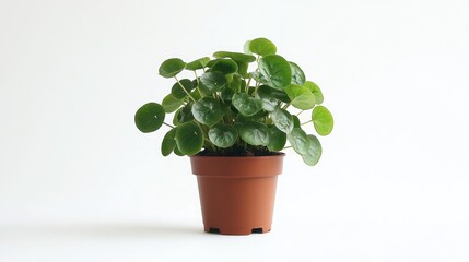 Pilea Involucrata plant in a pot viewed from the front on a white background