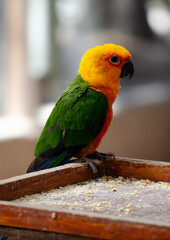 green winged macaw