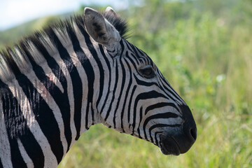 zebra head close up