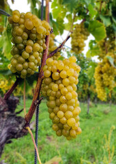 gelber Muskateller