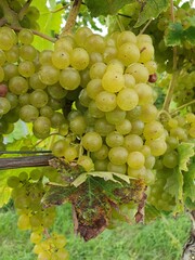 gelber Muskateller