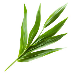 Obraz premium bamboo green leaf isolated on white