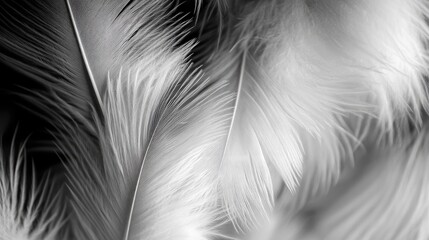 Obraz premium Fluffy bird feathers in black and white perfect for background use