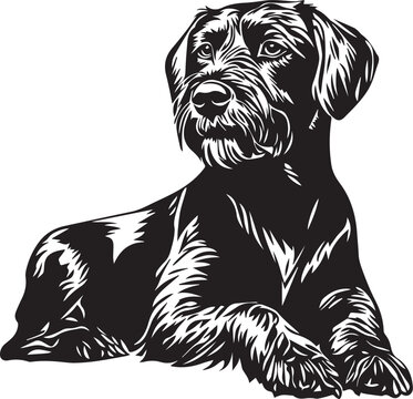 lying German Wirehaired Pointer