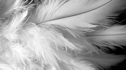 Fototapeta premium Fluffy bird feathers in black and white perfect for background use