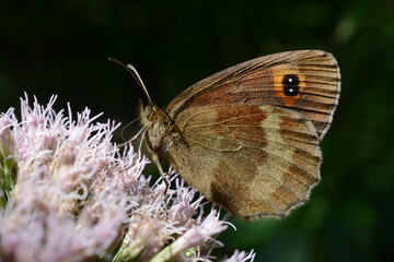 farfalla
