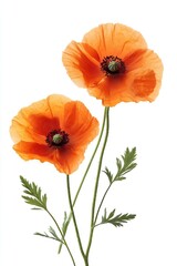 Vibrant Orange Poppy Flowers with Delicate Petals and Green Leaves Isolated on White Background.
