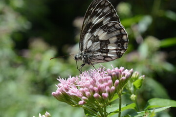 farfalla