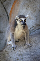 A lemur kept in captivity in a zoo.
