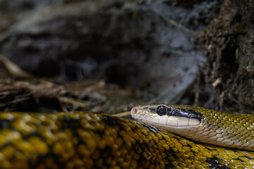 Thin-tailed snake in detail on the head.
