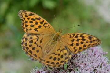 argynnis 