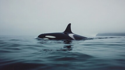 Naklejka premium Graceful Orca Whale Gliding through Open Waters