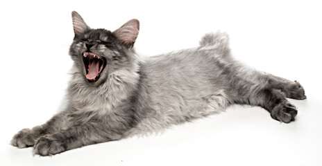 Maine Coon gray cat looks up, mewing and having widely opened a mouth. Purebred fluffy Maine Coon lazy lying and yawning isolated on white background.