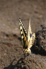 One yellow swallowtail butterfly insect resting on brown soil