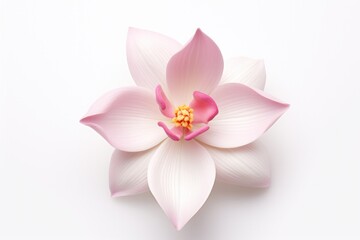 Naklejka premium A delicate orchid with white petals and a delicate pink hue