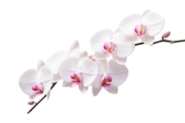 Obraz premium A delicate orchid with white petals and a delicate pink hue