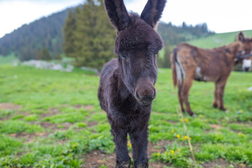 A close-up of a donkey looking into the camera, standing in a green pasture with another donkey grazing in the background.