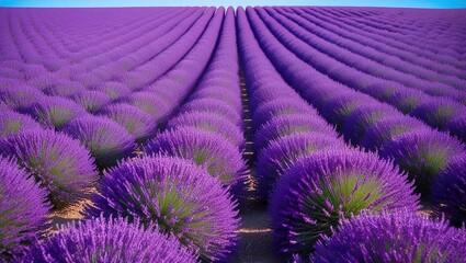 Obraz premium lavender field region