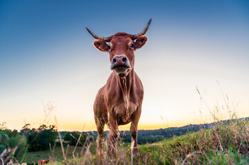 Vache brune limousine avec de grandes cornes, de face en contre plongée, devant une lumière de...