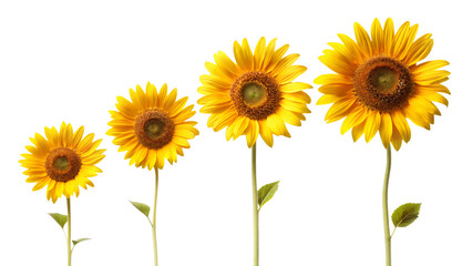 Obraz premium Sunflowers on white background