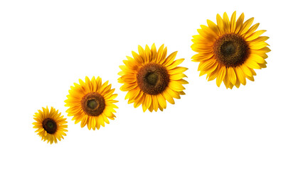 Sunflowers on white background