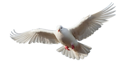 Fototapeta premium white pigeon flying in the air isolated on white, transparent background png 