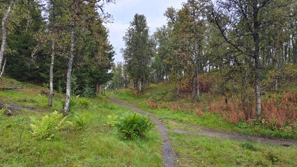 Footpath through the autumn forest in northern Norway.