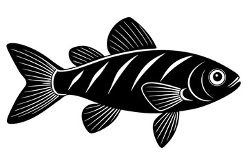 fish on white background