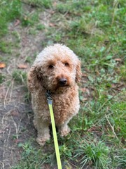 dog in the grass