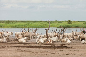 A traditional nomad camp for cattle along the Nile River in South Sudan.
