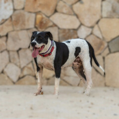 black and white dog at the beach against a cobblestone wall