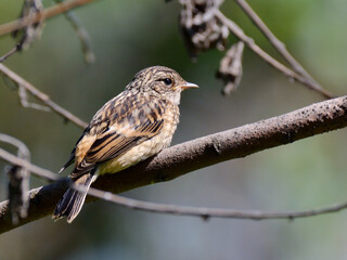 stonechat on a branch