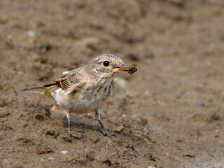 Spotted flycatcher eats spider