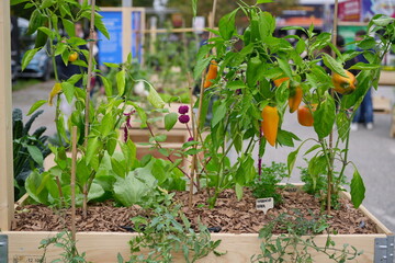 Urban Horticulture - Community garden in central square of the city