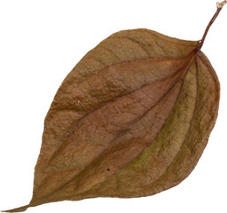 Autumn leaf isolated on white background with clipping path. Clipping path included.