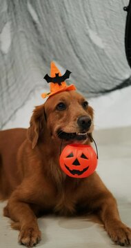 Portrait of a Golden Retriever wearing a witch hat and holding a pumpkin basket to collect Halloween treats. Creepy Halloween decorations in the background. Funny Halloween dog.