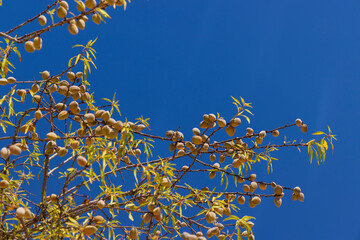 spring blossoming twigs on a bush in summer