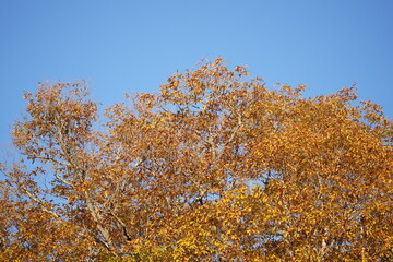 終わりかけの紅葉