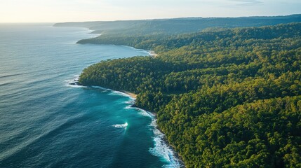 Aerial view of a forest bordering a coastline, with the ocean visible in the background, leaving space for text.