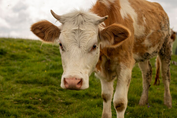 A cow standing in a green field, looking directly at the camera, with a clear sky in the background.
