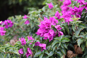 Obraz premium Flor roxa