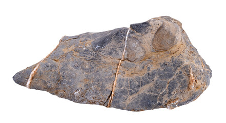 Limestone rock .Stone specimen. Sedimentary rock.